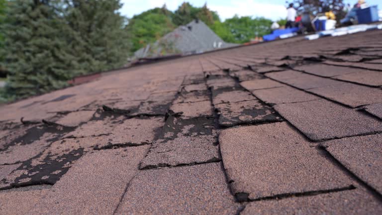 Best Asphalt Shingle Roofing  in Sale Creek, TN